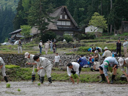 田植え