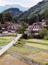 相倉集落の棚田風景