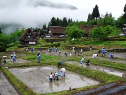 田植え